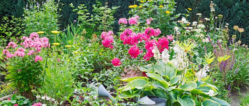 stauden-im-garten-anpflanzen