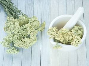 stauden-schafgarbe-achillea