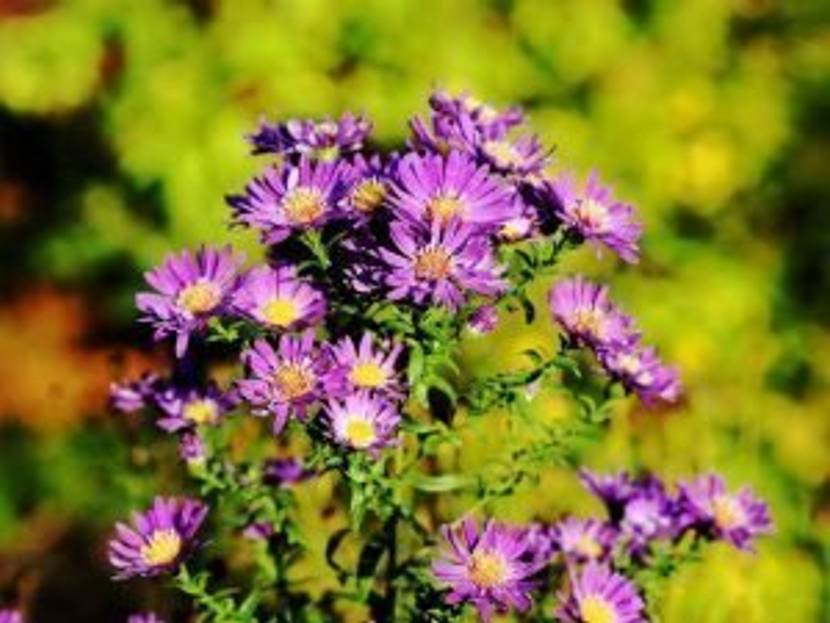 Die Herbstaster