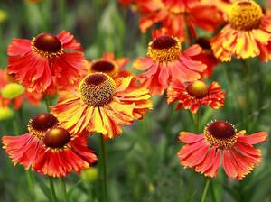 stauden-sonnenbraut-helenium