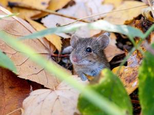 stauden-ueberwintern-maus