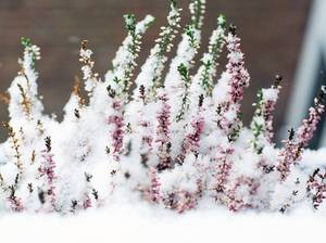 stauden-winterfest-machen