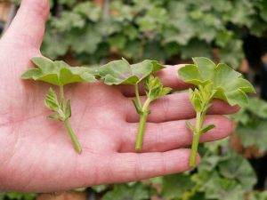 Pelargonien werden über Stecklinge vermehrt.