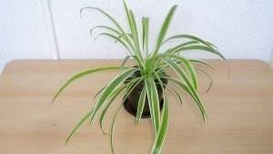 Eingepflanzter Ableger der Grünlilie
