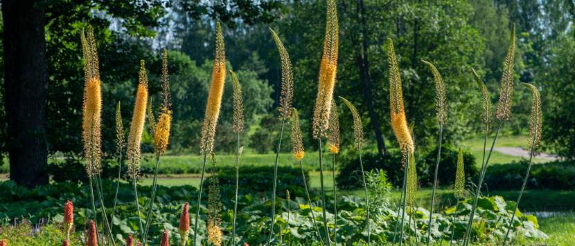 steppenkerze in der sonne