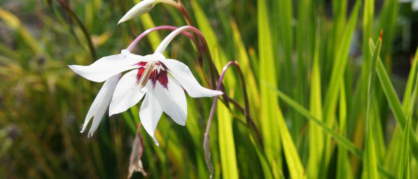 sterngladiole im garten