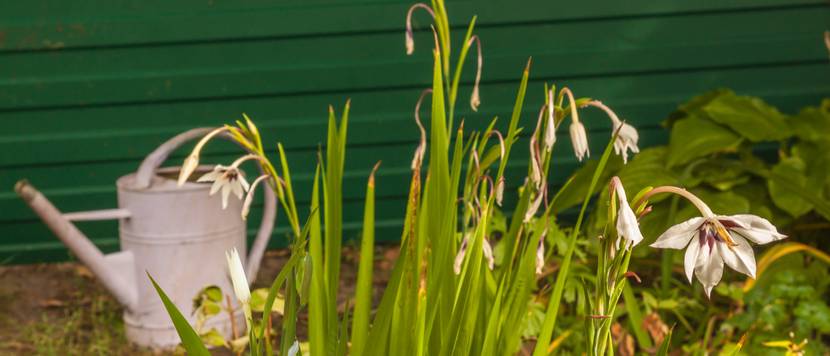 sterngladiole mit gießkanne