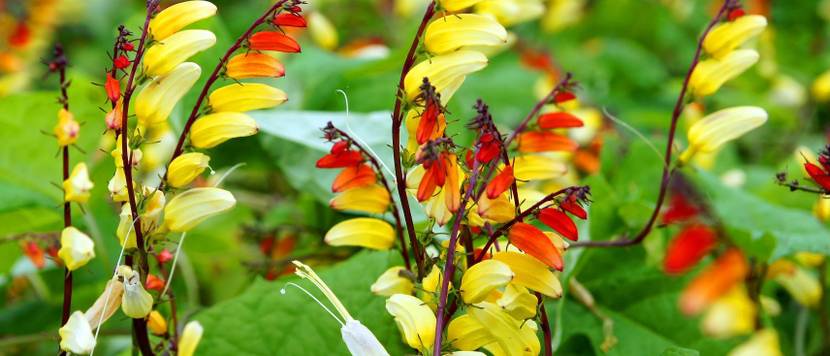 sternwinde kletterpflanze im garten