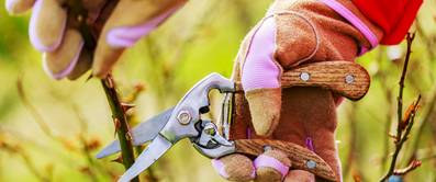 strauchrose mit gartenschere