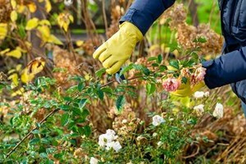 strauchrose schneiden mit handschuh