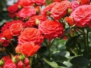 strauchrose