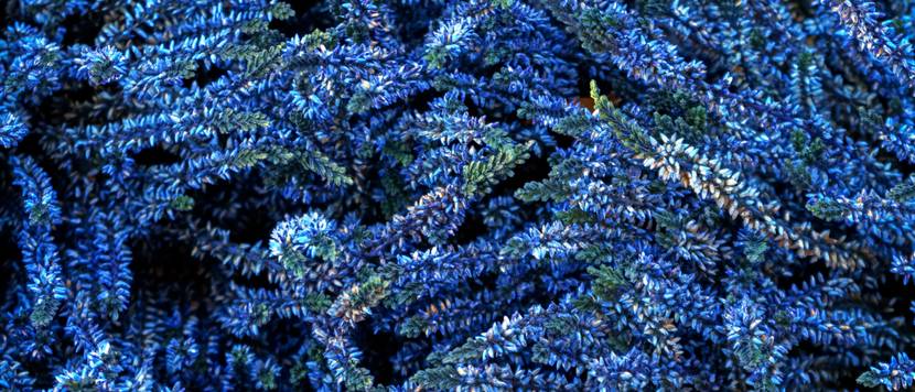 strauchveronika mit blauen blüten