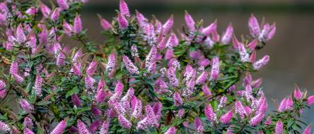 thuja welcher dnger Thuja Dnger