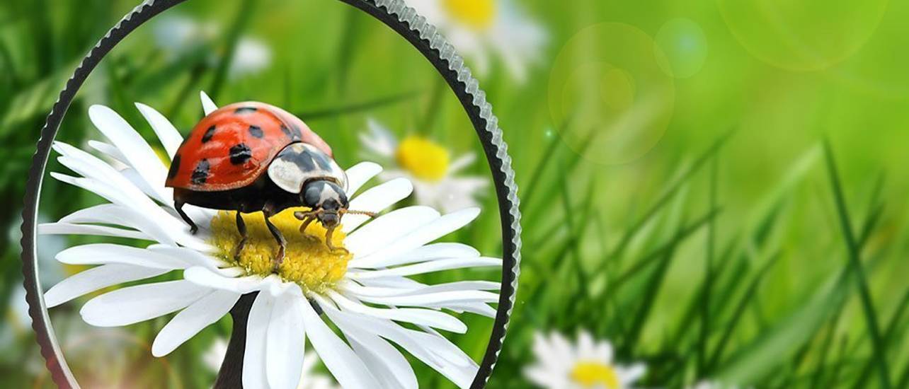  Foto zu Suchbilder: Über 20 kostenlose Vorlagen zum Ausdrucken für Kinder 