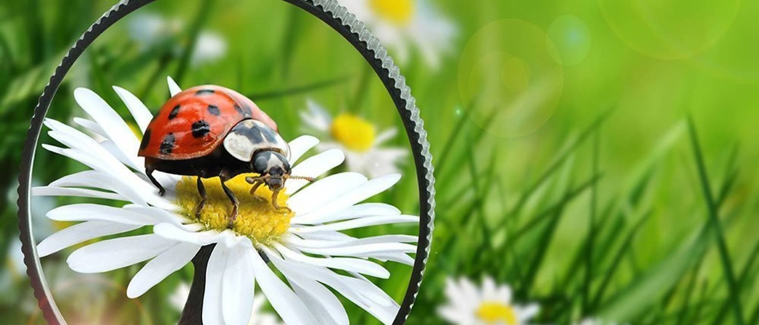 Suchbilder: Über 20 kostenlose Vorlagen zum Ausdrucken für Kinder