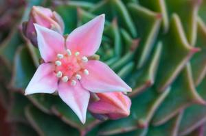 tacitus mit frischer rosa blüte