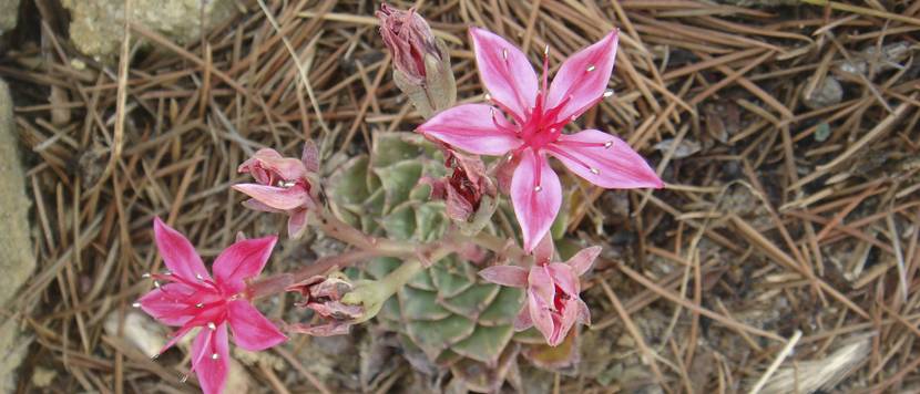 tacitus mit blüten in freier natur