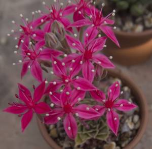 tacitus als zimmerpflanze mit vielen pinken blüten