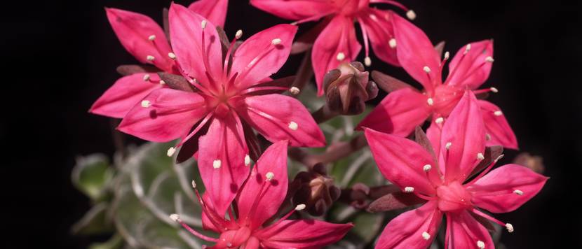 tacitus im topf mit pinken blüten