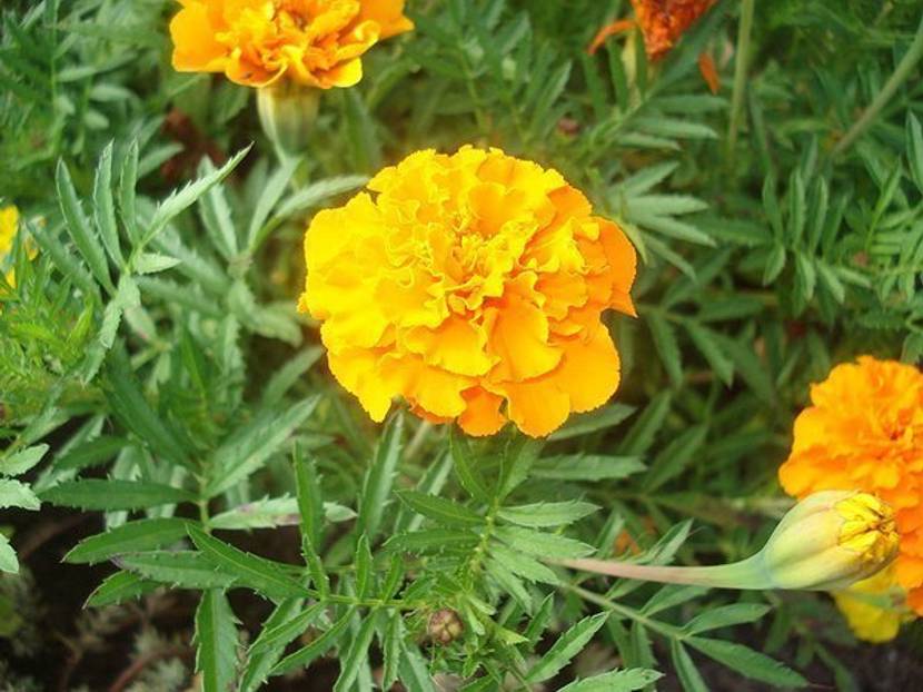 Gelbe Tagetes