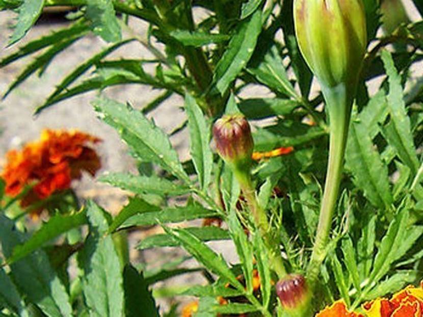 Tagetes Knospen