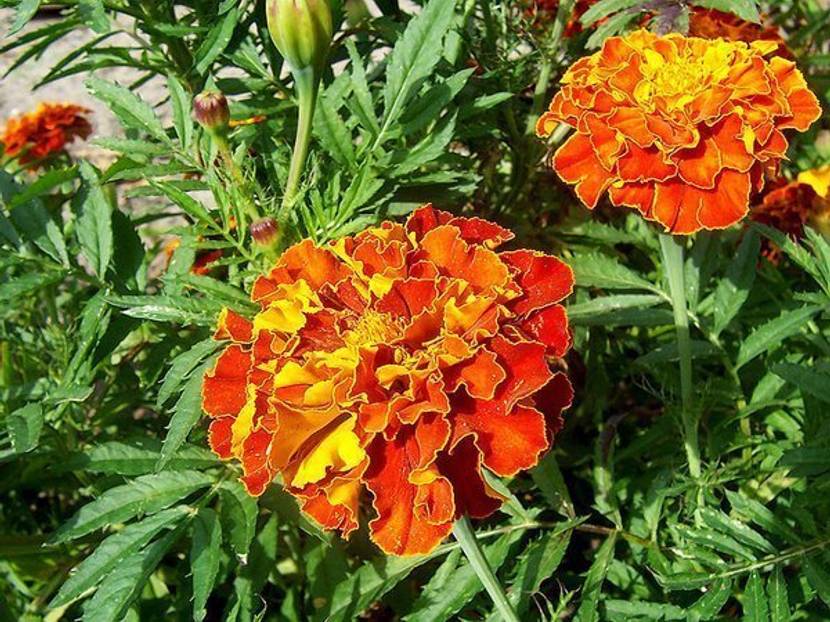 Orage-gelbe Tagetes