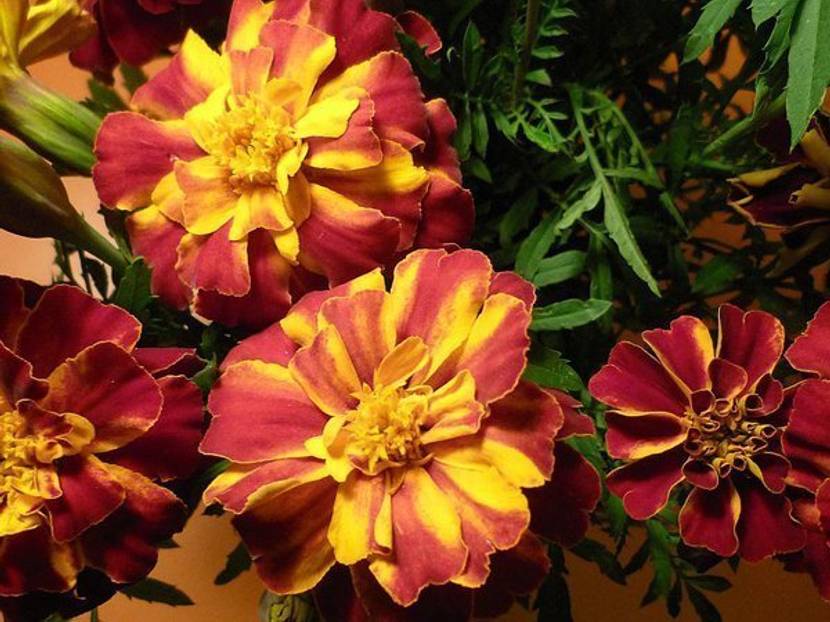 Rot-gelbe Tagetes