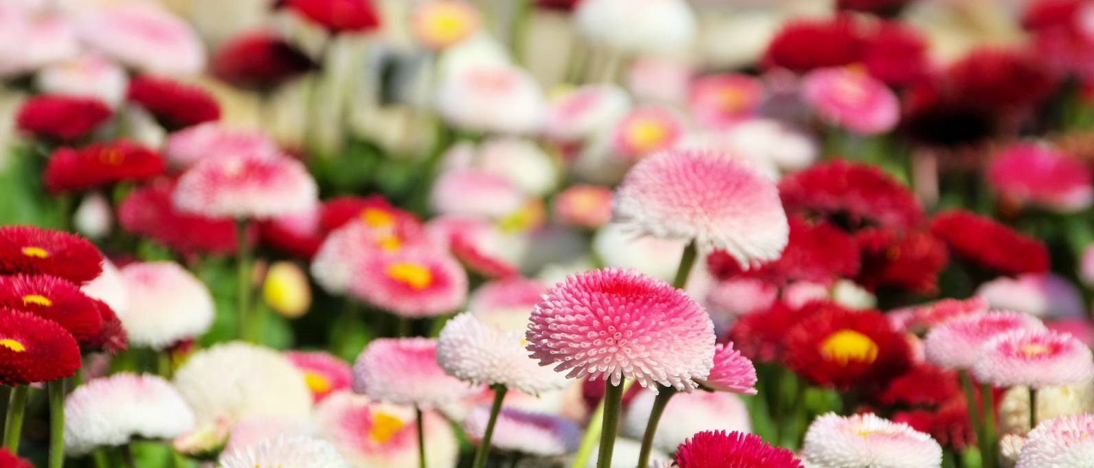 TausendschönBlume 4 Pflegetipps für den GänseblümchenHybrid