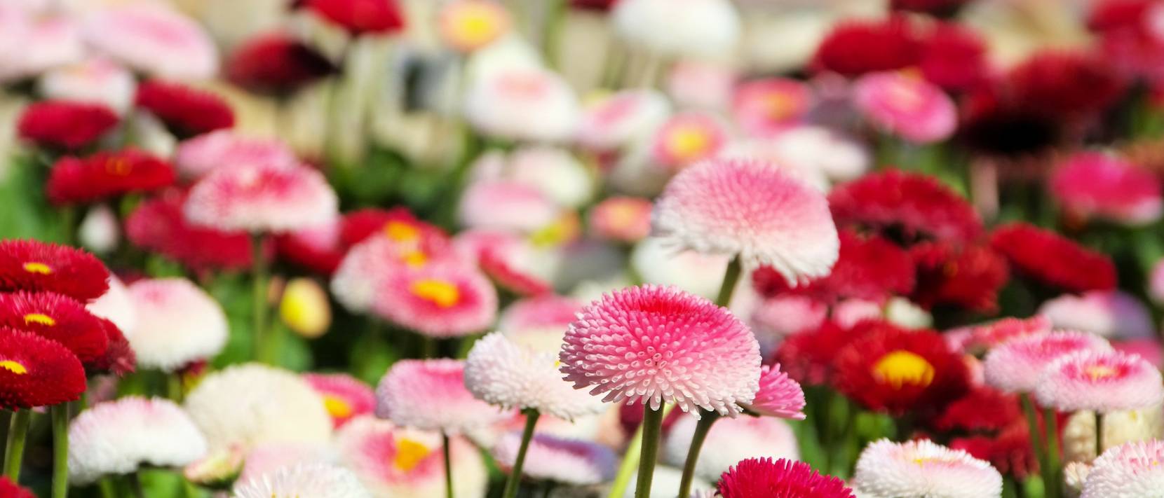 TausendschönBlume 4 Pflegetipps für den GänseblümchenHybrid
