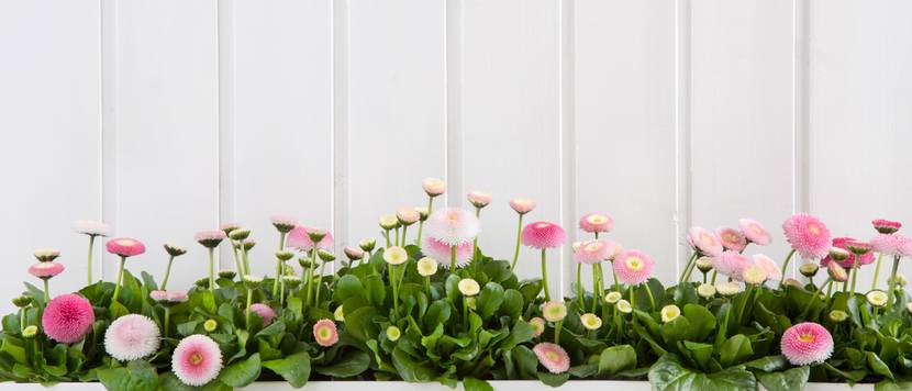tausendschoen-im-blumenkasten