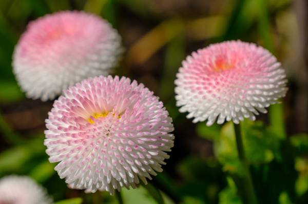 TausendschönBlume 4 Pflegetipps für den GänseblümchenHybrid