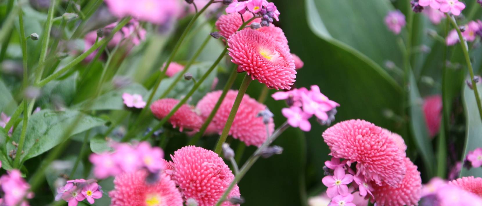TausendschönBlume 4 Pflegetipps für den GänseblümchenHybrid