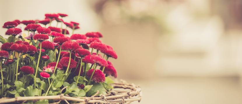TausendschönBlume 4 Pflegetipps für den GänseblümchenHybrid