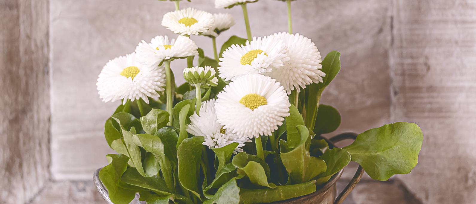 TausendschönBlume 4 Pflegetipps für den GänseblümchenHybrid