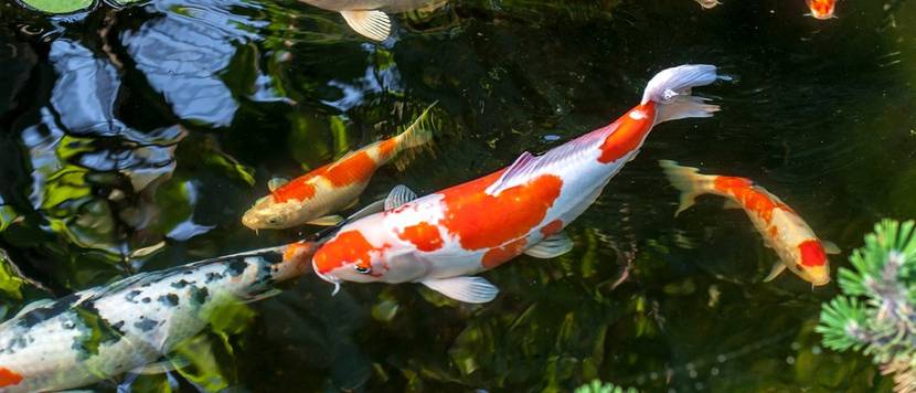 kois im gartenteich