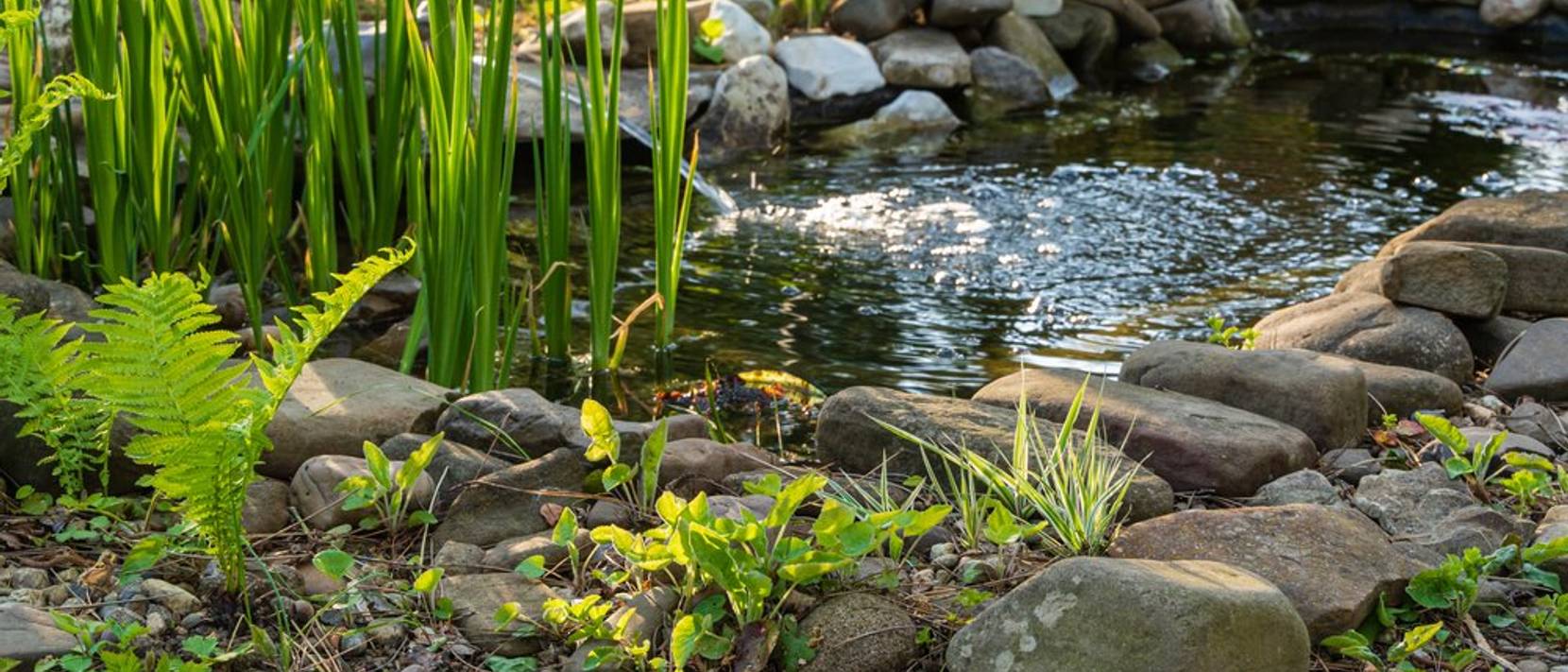 Teichpflege 6 Tipps gegen Umkippen, Algen und Fischräuber