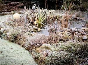 teich-winterfest-machen-pflanzen