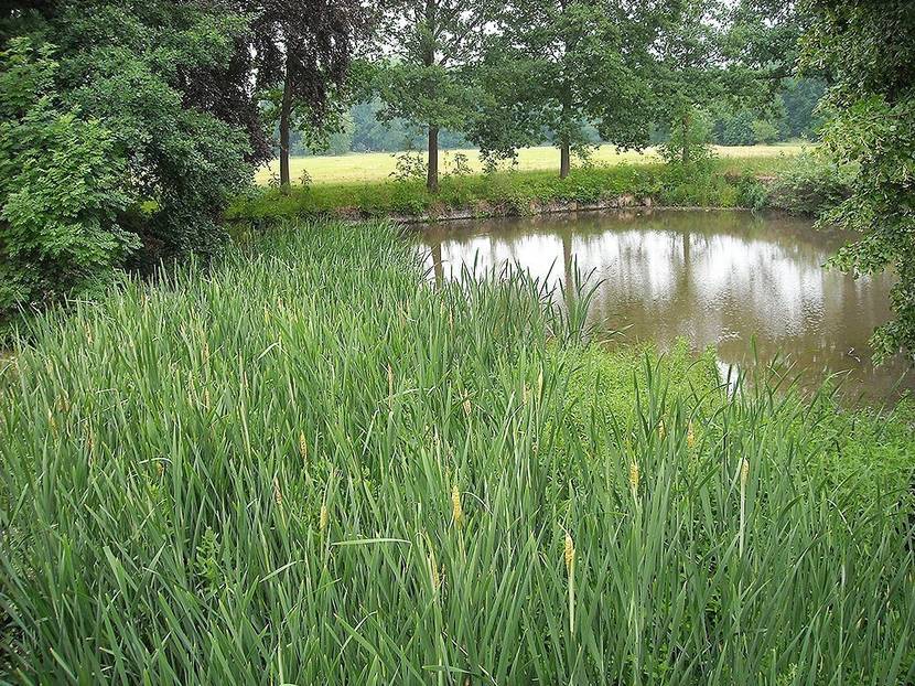 naturnaher Teich