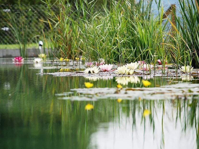 teich mit teichrosen