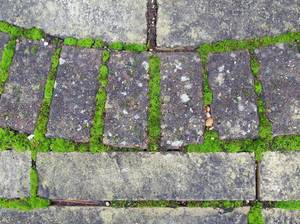 terrasse-reinigen-unkraut