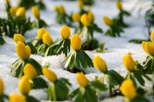 winterlinge mit geschlossenen blüten