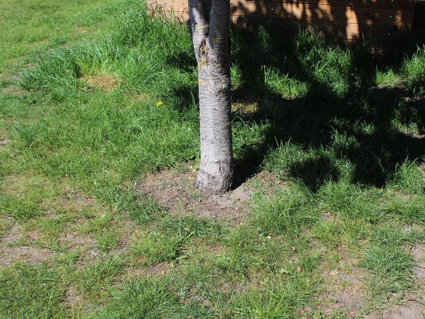 Testprojekt zur Rasenkante