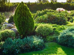 thuja-einzeln-pflanzen