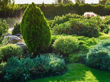 Thuja als Hecke pflanzen: 5 Pflegetipps fr den Lebensbaum - heimwerker.de