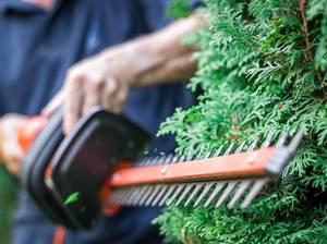 thuja-hecke-pflegen