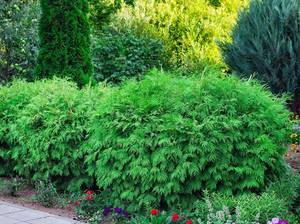 thuja-hecke-rund