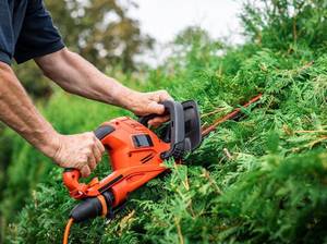 thuja-richtig-schneiden