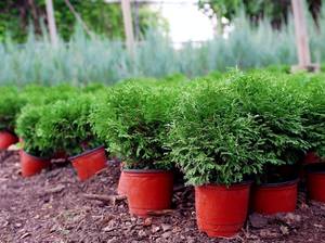 thuja-standort