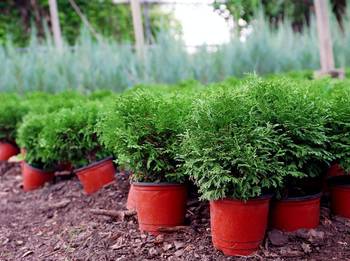 zamia plant 4