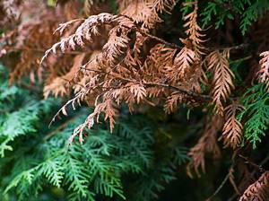 thuja-trocken
